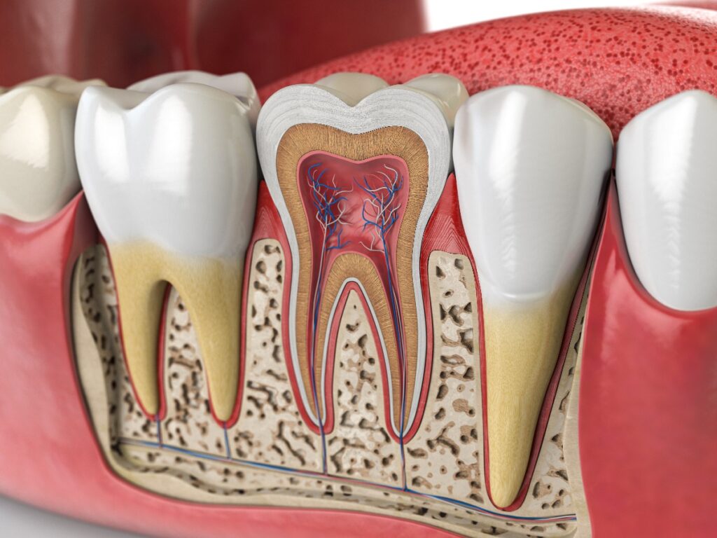 Human teeth anatomy. Cross section of  human tooth.